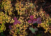 Forest Floor 6957